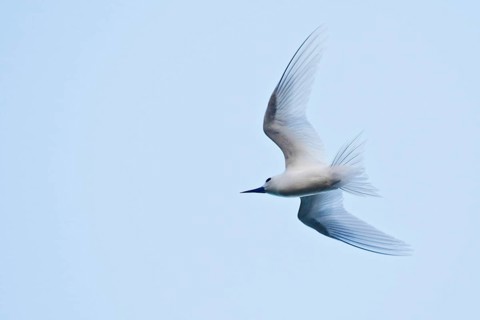 White tern