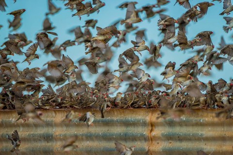 A mega flock of red-billed quelea