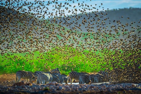 A mega flock of red-billed quelea