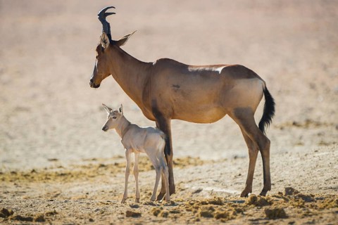 Red hartebeest