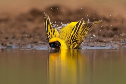 Southern masked weaver
