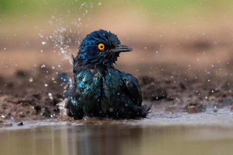 Cape starling