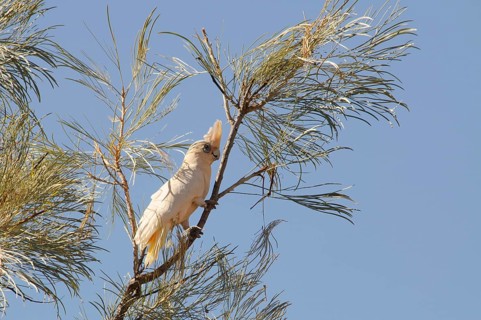 Little corella