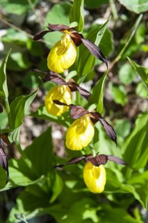 Yellow lady's slipper orchid