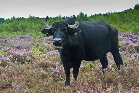 Water buffalo