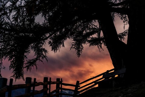 Old fence with large tree as silhouette at sunset