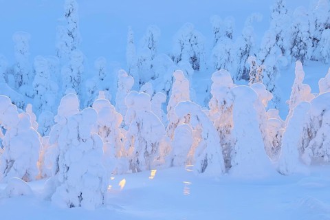 Snow covered trees at sunset
