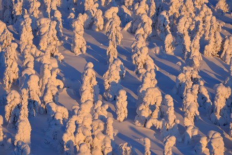 Snow covered trees at sunrise