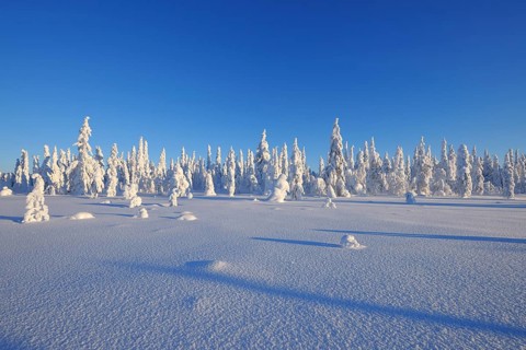 Snow covered winter landscape