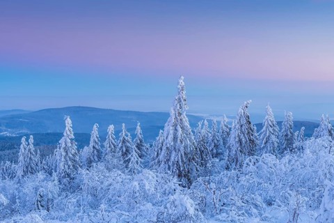 Snow Covered Conifers Trees at Dawn. Winter