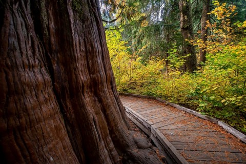 Wooden path around a thick western red cedar