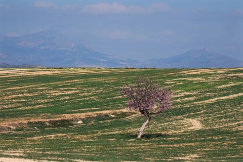 Green field with single flowering almond tree