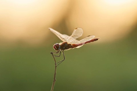 Red-veined darter