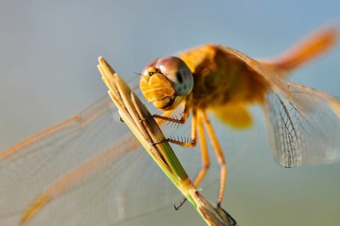 Red-veined darter