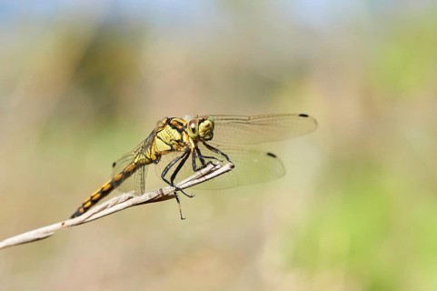 Red-veined darter