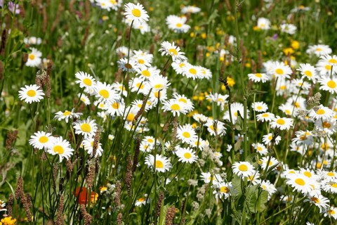 Marguerite
