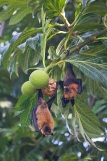 Seychelles fruit bat