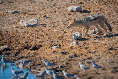 Black-backed jackal