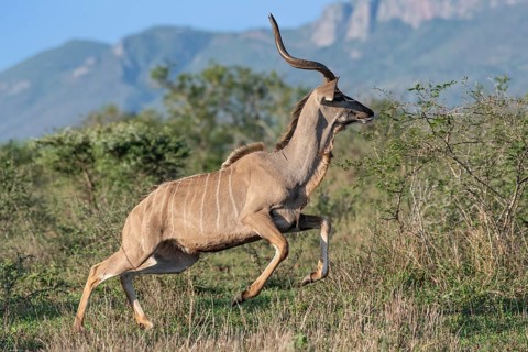 Zambezi greater kudu