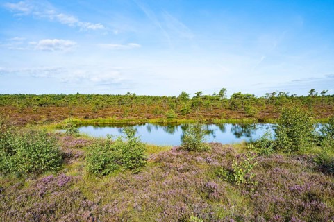 Black bog