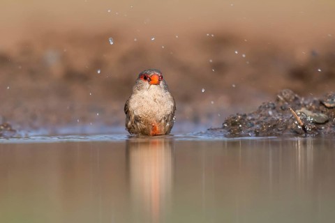 Common waxbill