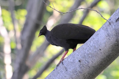 Orange-footed scrubfowl