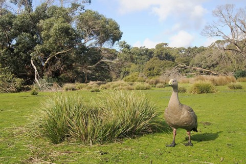 Cape barren goose