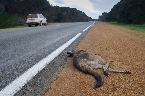 Roadkill