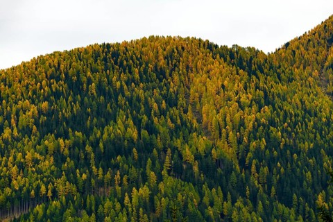 Autumn larch