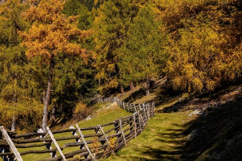 Wooden fence on mountain meadow with autumnal larch
