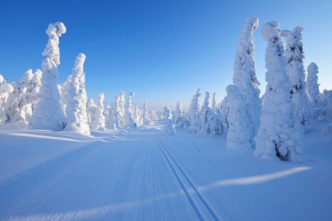 Cross-country ski trail with sun