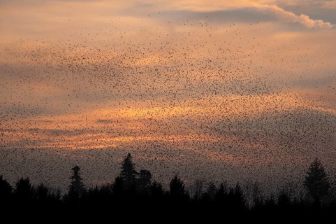 Brambling