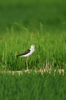 Black-winged stilt