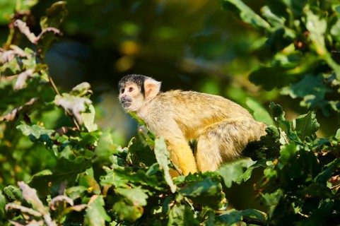 Common squirrel monkey