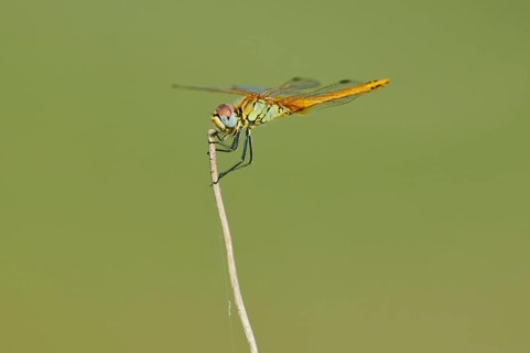Red-veined darter