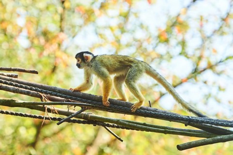Common squirrel monkey