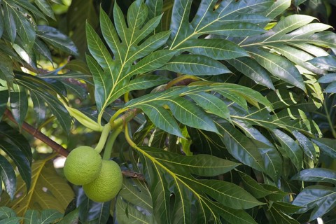 Breadfruit tree