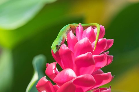 Small day gecko