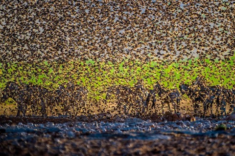 A mega flock of red-billed quelea