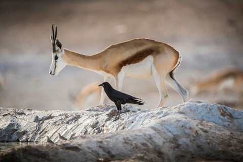 Springboks
