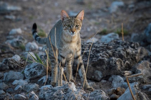 African wildcat