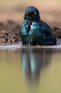 Cape starling