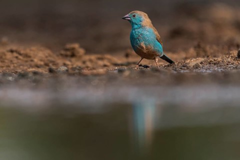 Blue waxbill