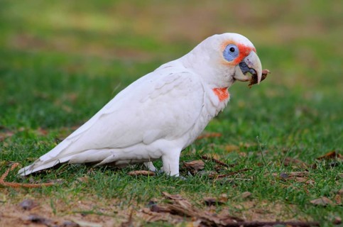 Long-billed corella