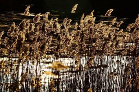 Grasses in the sunlight