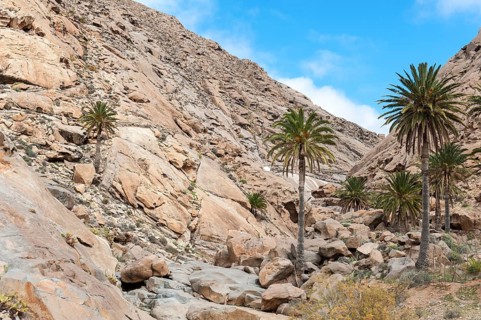 Palm trees in the valley Barranco de las Penitas
