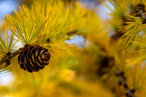 Autumnal yellow larch