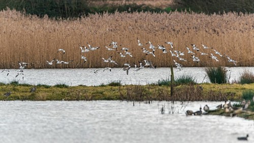 Pied Avocets and Eurasian Wigeons in a flight over Marshland