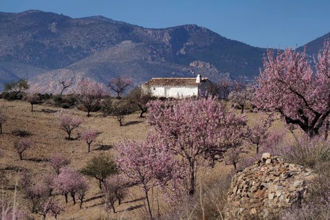 White country house surrounded by flowering almond trees