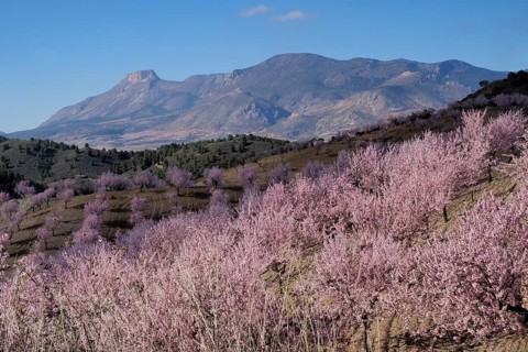 Landscape with almond plantation in blossom